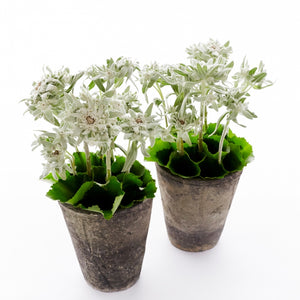 Flower arrangement in a low, round, cement pot, edelweiss stems and folded leaves