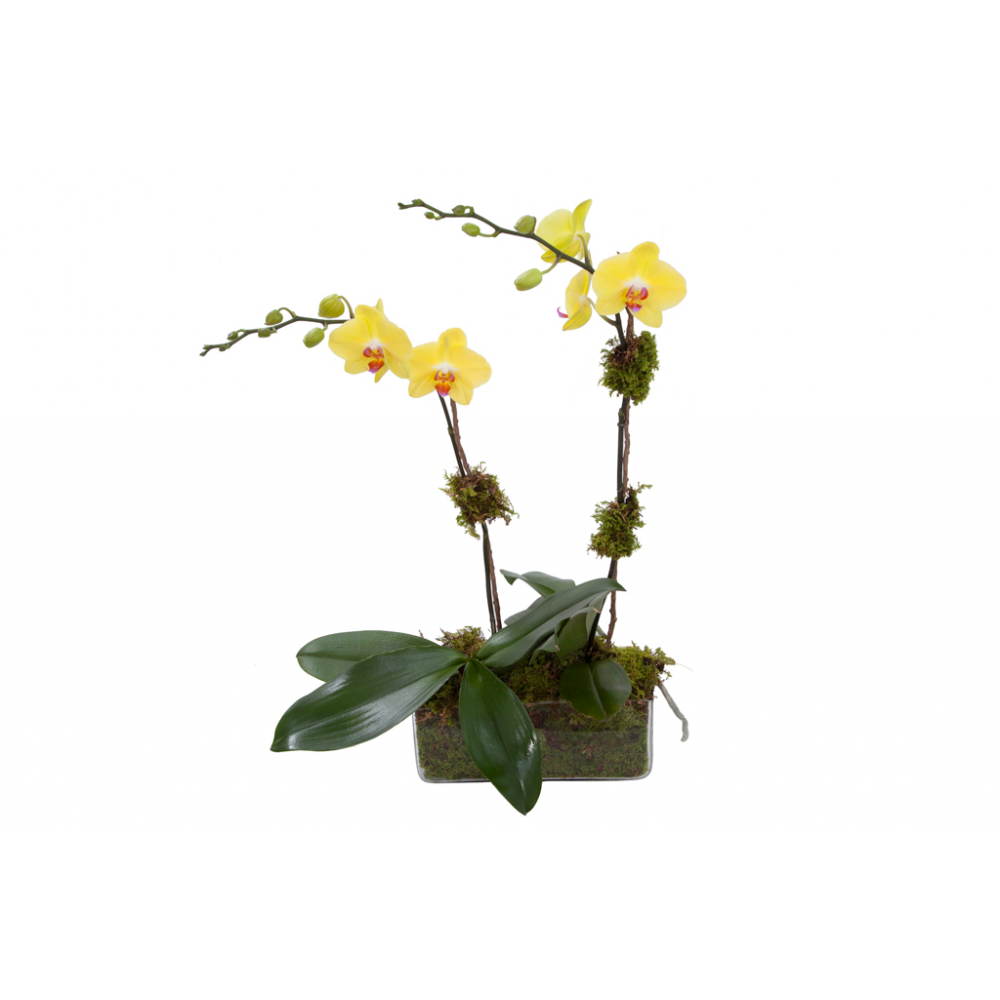 Double Stem Yellow Orchid Plant in a rectangle, low, clear glass vase with moss