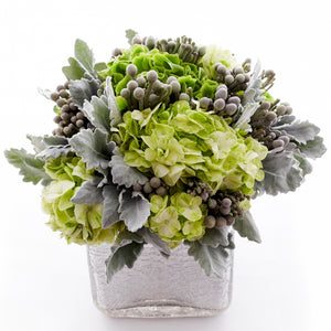 Flower arrangement in a low, square, silver, glass vase, green hydrangea, silver brunia and dusty miller