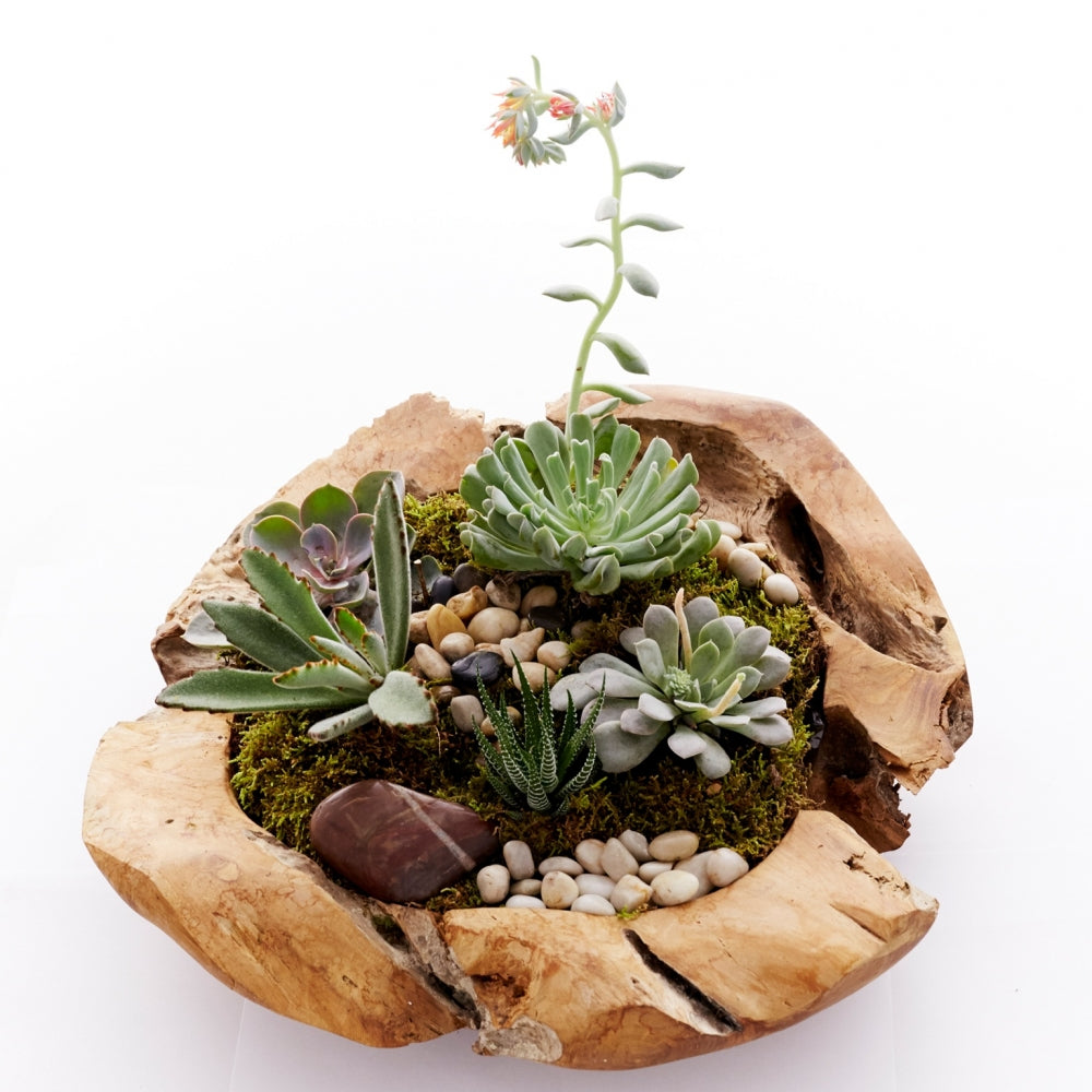 Succulent plants, green moss and stones in a low wood bowl