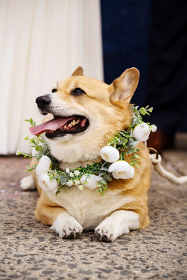 Dog Collars