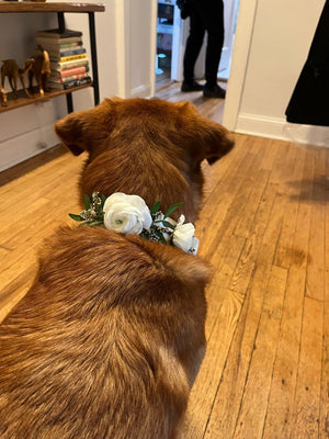 Dog Collars