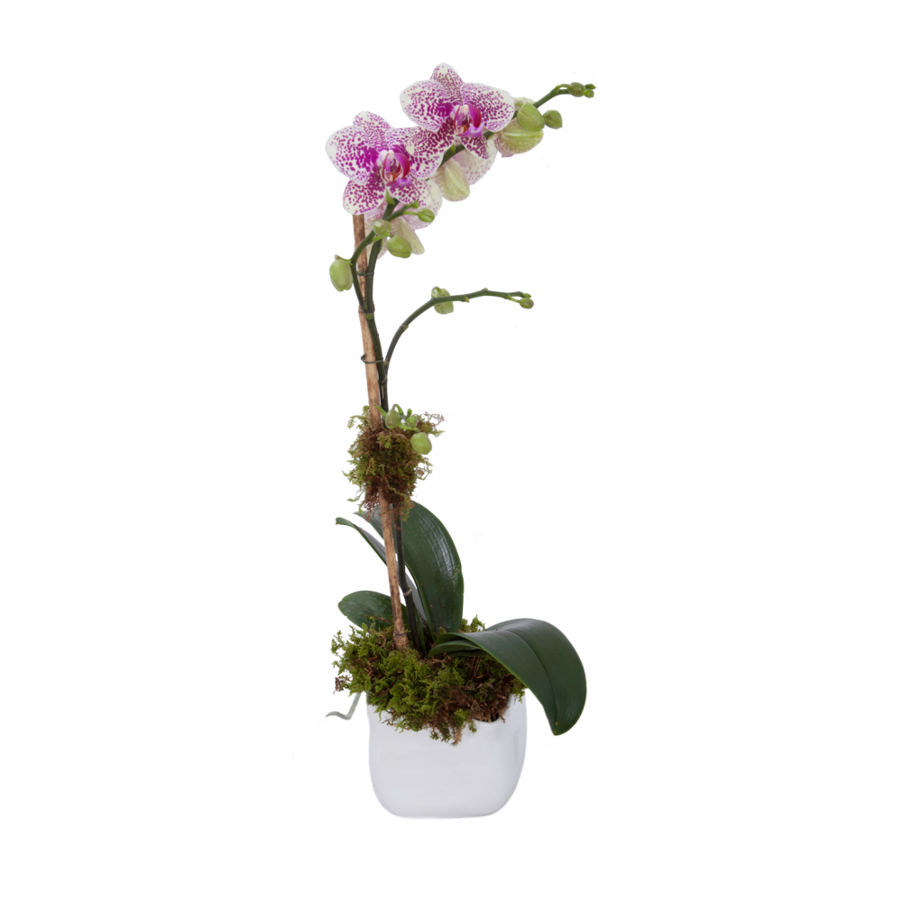 Single Stem Spotted, pink and white, orchid plant in a low, white, ceramic vase.