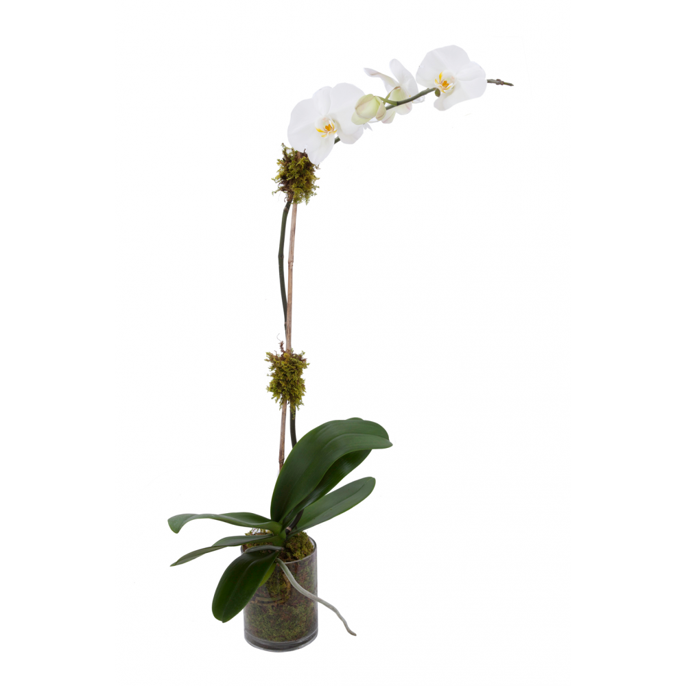 Single Stem White Orchid plant in a low, clear glass vase with moss 