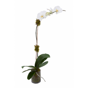 Single Stem White Orchid plant in a low, clear glass vase with moss 
