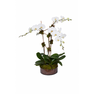 Triple Stem White Orchid Plant in a low, clear glass container with moss