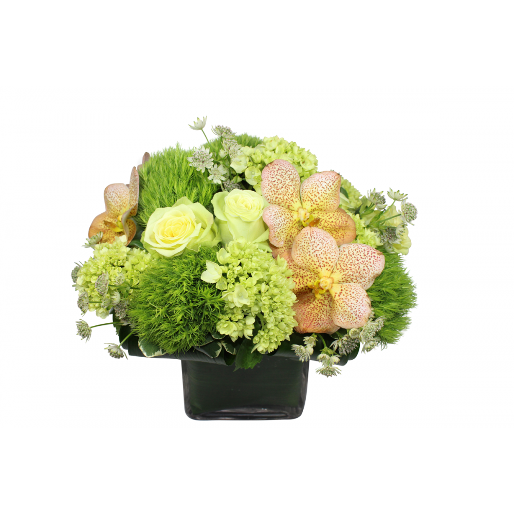 Flower arrangement in a low, square, clear glass vase, green hydrangeas, green dianthus, green roses, white astrantias and yellow vanda orchids