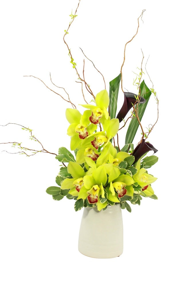 Flower arrangement in a medium tall, round, white ceramic vase, curly willow branches, green cymbidium orchids, black calla lilies and rolled aspidistra leaves