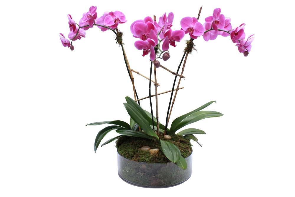 Triple Stem magenta Orchid Plant in a low, clear glass container with moss
