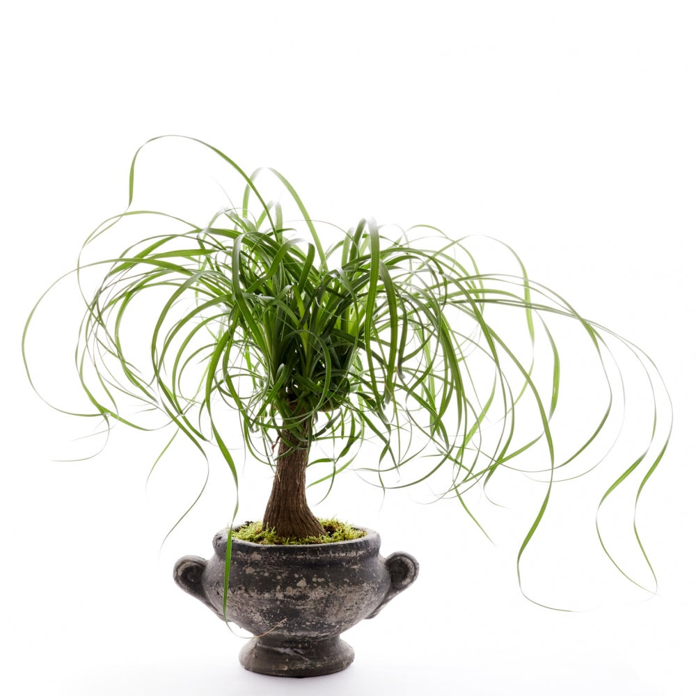 Ponytail Palm plant in a low, brown, ceramic container