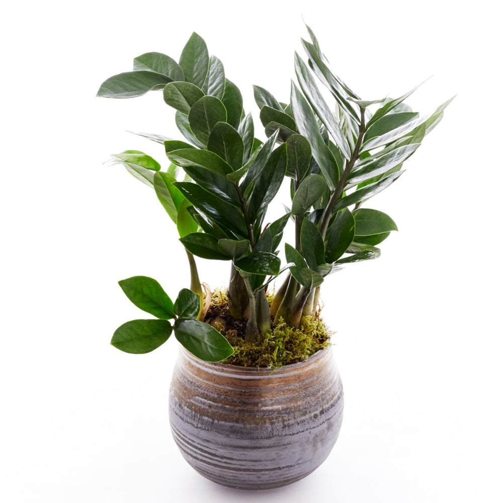 by zz plant online ZZ Plant – Edelweiss Floral Atelier