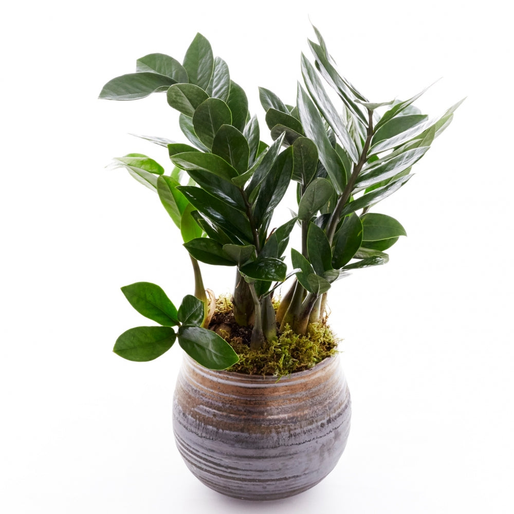 ZZ plant in a low, brown, ceramic container