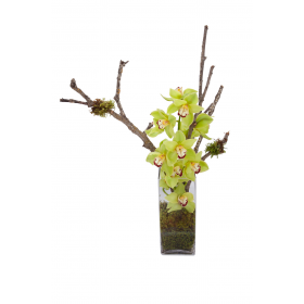 Flower arrangement in a tall, square, clear glass vase, green cymbidium orchid stem, fixed to a wooden branch with accents of green moss