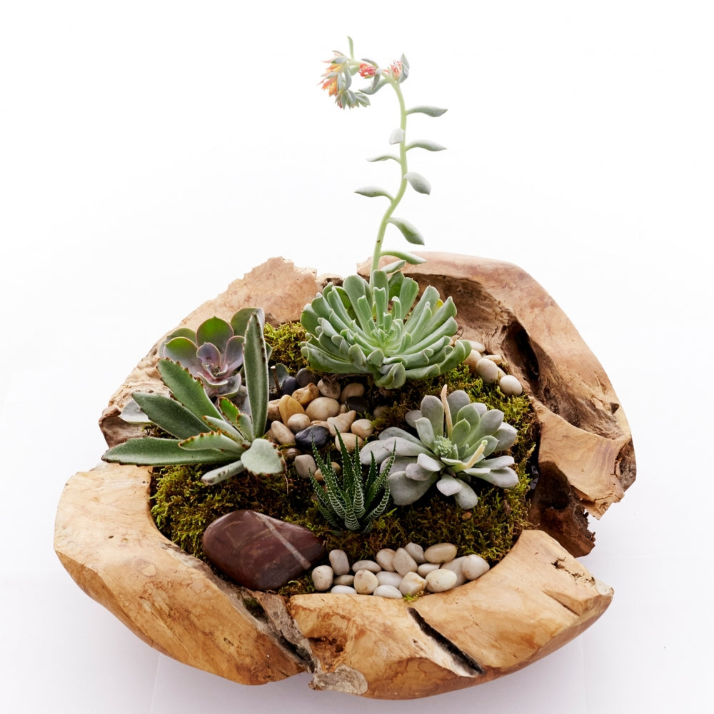 succulents in wooden bowl Succulent Garden – Edelweiss Floral Atelier