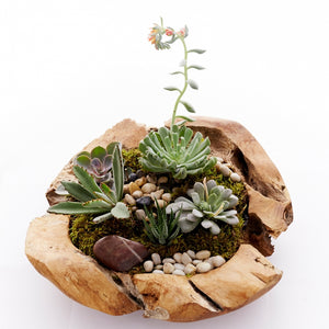 Succulent plants, green moss and stones in a low wood bowl
