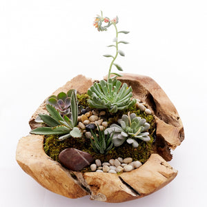 better homes and gardens succulents Succulent Garden – Edelweiss Floral Atelier