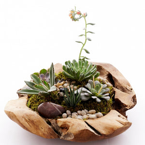office succulent garden Succulent Garden